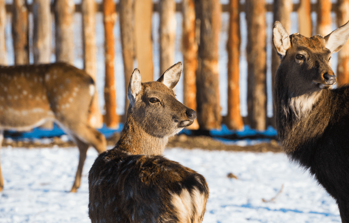 As a farmer, you already know that animals like spotted deer, can wander in your land. It's your job to take care of them too.