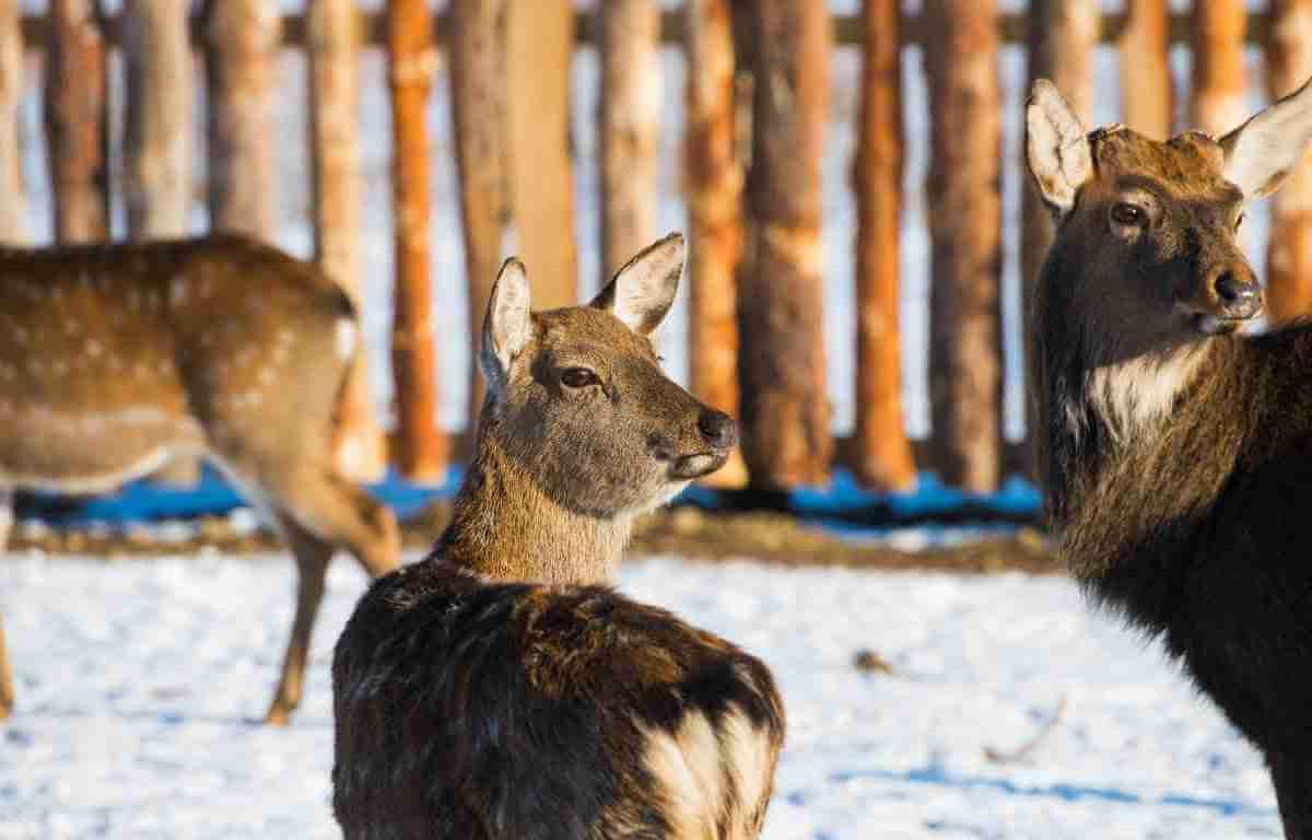 As a farmer, you already know that animals like spotted deer, can wander in your land. It's your job to take care of them too.