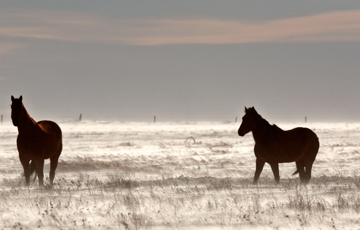 Some horses might wander on your farm during winter as they might consider it as their food 'storehouse.'
