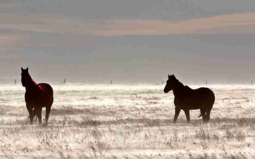 Silhouettes of two horses on open Canadian land at winter dusk.