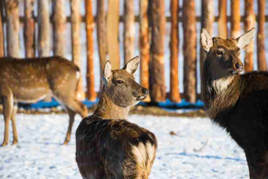 Deer wandering and grazing on snowy, sunlit Canadian ranch.