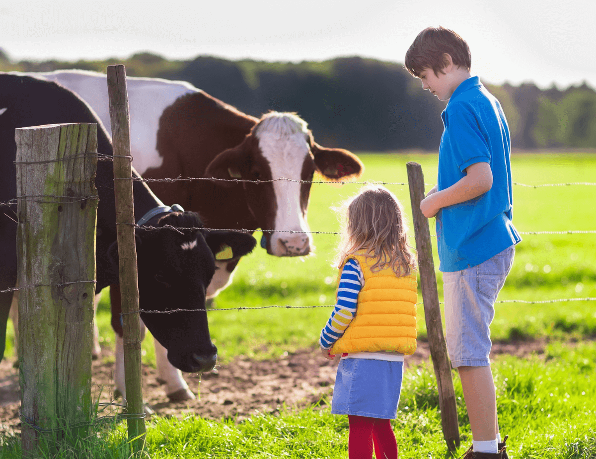 Two kids looking at grazing cows behind fence.