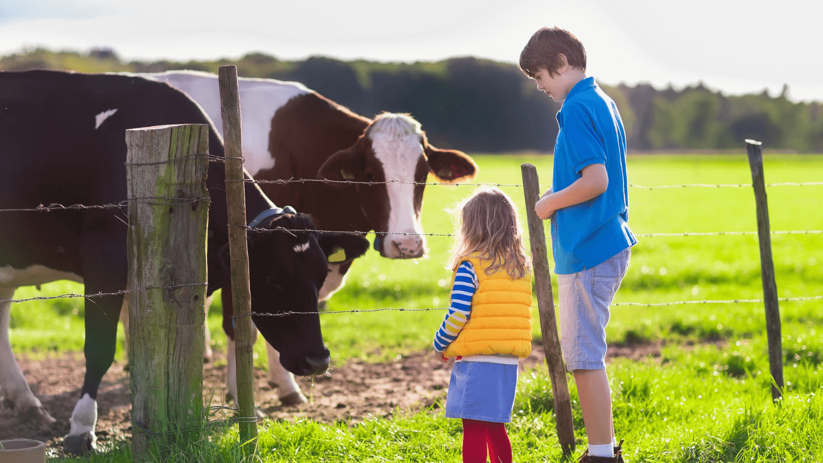 Two Kids Looking At Two Cows Alt Text: Two kids looking at grazing cows behind fence.
