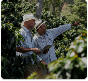 Two farmers in white hats inspect crops in a lush green field, with one pointing ahead and the other holding a tablet, surrounded by dense foliage.
