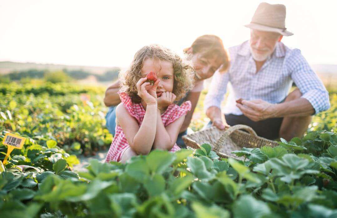 A family enjoying a sunny day picking strawberries in a field, highlighting the importance of farm safety and visitor management in Alberta.