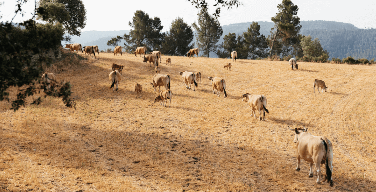 A group of cattle spread out across a sunlit, dry field, grazing peacefully, with a backdrop of distant trees and rolling hills.